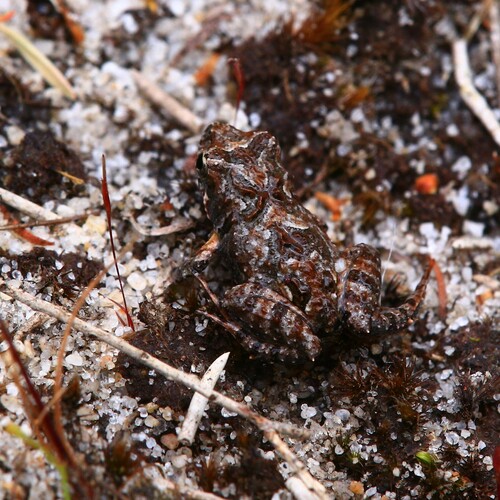 Bleating Froglet, Crinia pseudinsignifera