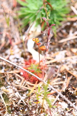 Drosera nitidula