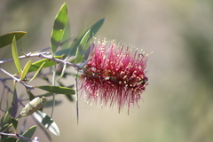 Melaleuca nervosa