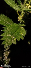 Urtica urens