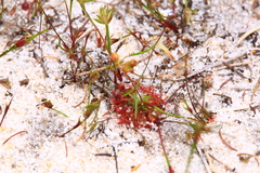 Drosera nitidula
