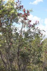 Melaleuca nervosa