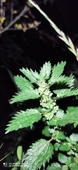 Urtica urens