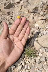 Thelesperma longipes