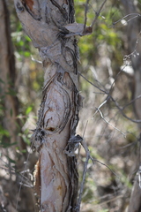 Melaleuca nervosa
