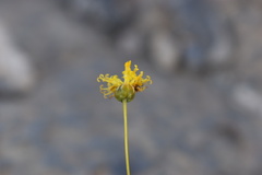 Thelesperma longipes