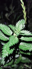 Urtica urens