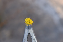 Thelesperma longipes