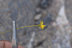 Thelesperma longipes