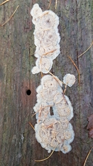 Merulius tremellosus