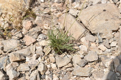 Thelesperma longipes