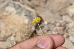 Thelesperma longipes