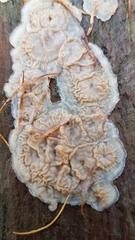 Merulius tremellosus