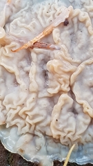 Merulius tremellosus
