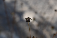 Thelesperma longipes