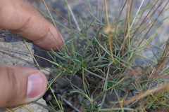 Thelesperma longipes