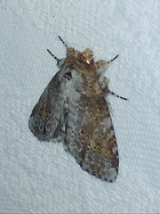 Disphragis tharis