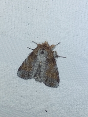 Disphragis tharis