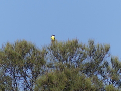 Pitangus sulphuratus