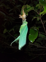Steirodon dentatum