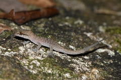 Nactus cheverti