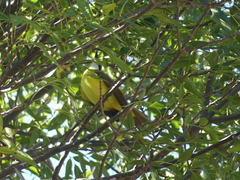 Pitangus sulphuratus