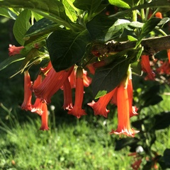 Iochroma fuchsioides
