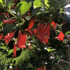 Iochroma fuchsioides