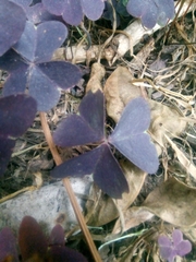 Oxalis triangularis