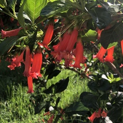 Iochroma fuchsioides