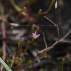 Stylidium despectum