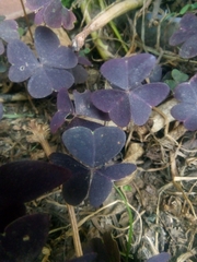 Oxalis triangularis
