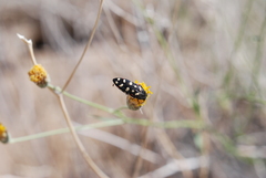 Acmaeodera gibbula