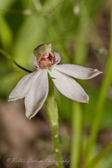 Caladenia variegata