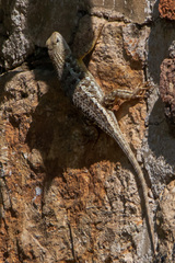 Sceloporus albiventris