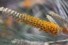 Grevillea pteridifolia