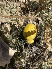 Cucurbita foetidissima