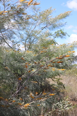 Grevillea pteridifolia