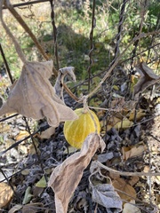 Cucurbita foetidissima