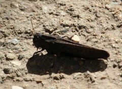 Arphia pseudonietana