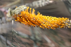 Grevillea pteridifolia