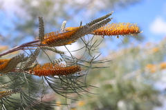 Grevillea pteridifolia