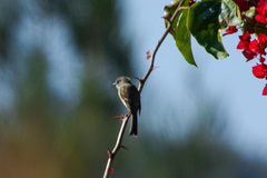 Empidonax