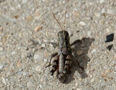 Agroecotettix modestus