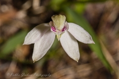 Caladenia variegata