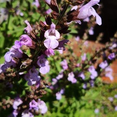 Salvia