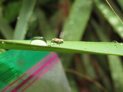 Errastunus ocellaris