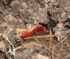 Arthurdendyus testaceus