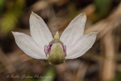 Caladenia variegata