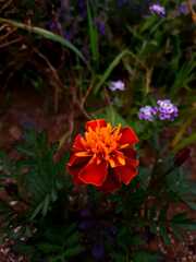 Tagetes patula